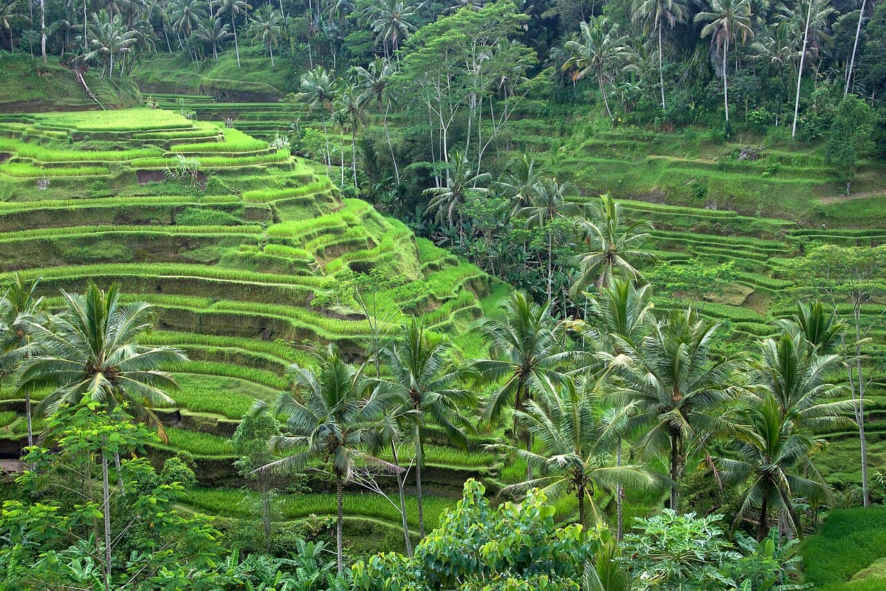 Rijstterrassen en palmbomen bij Tegallalang, in de omgeving van Ubud